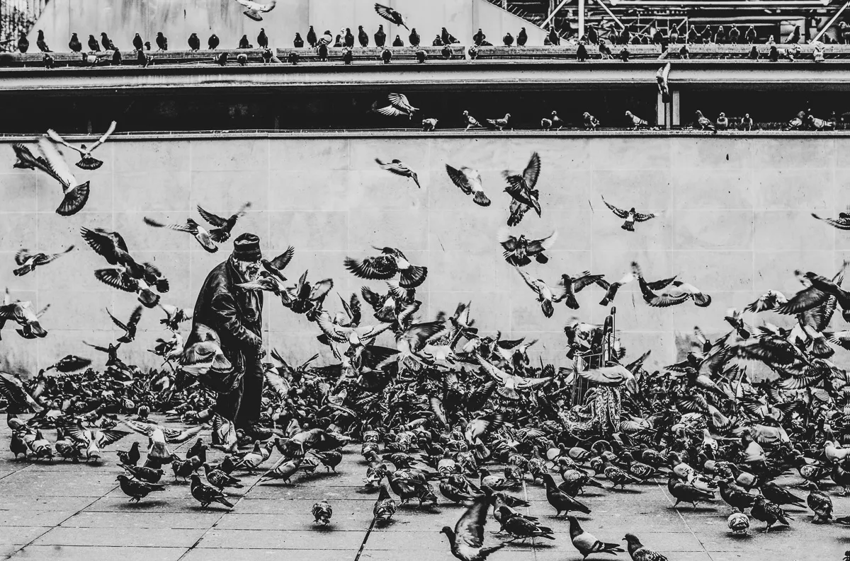 giuseppe centre pompidou monsieur pigeon homeless