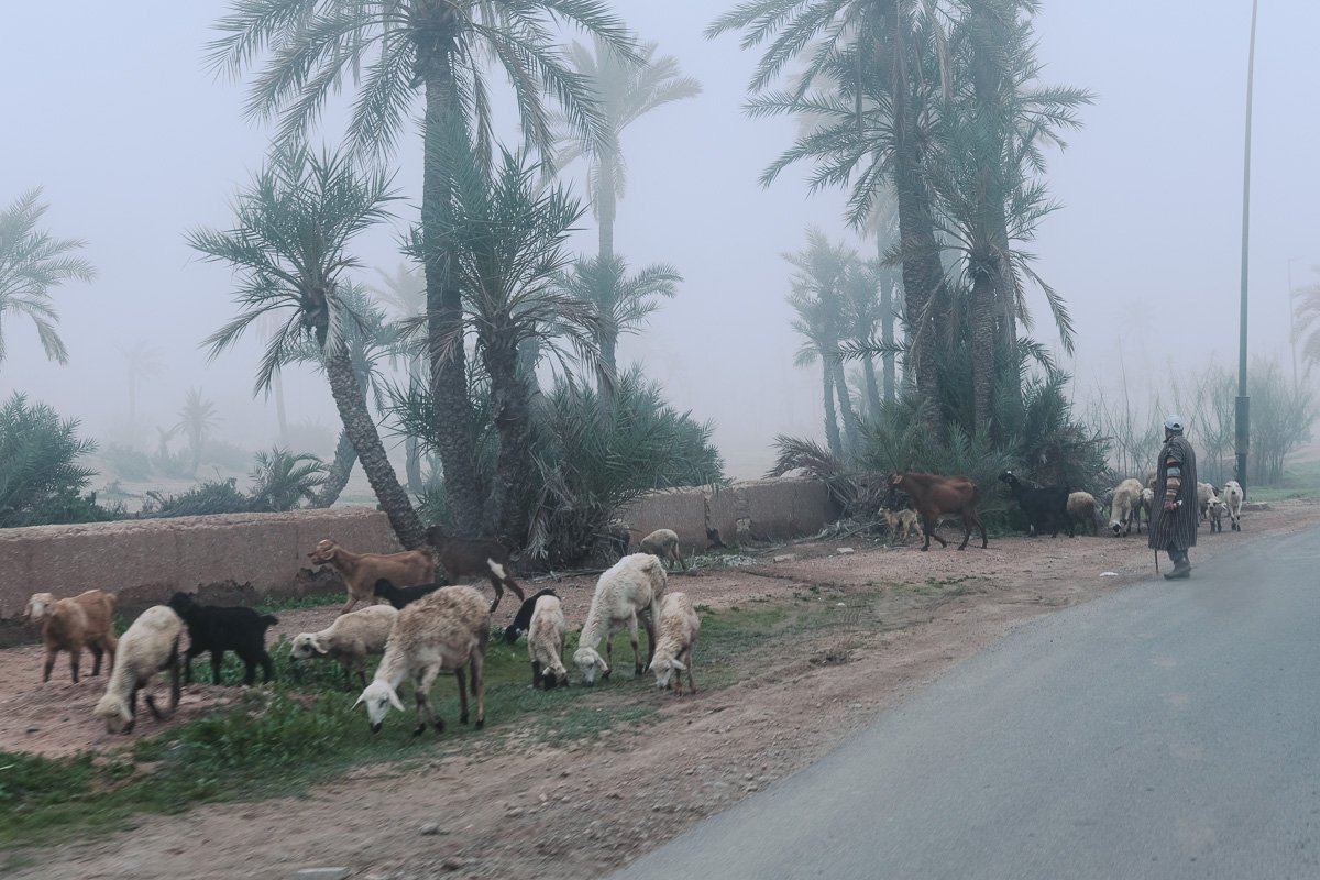 palmeraie brouillard marrakech 009