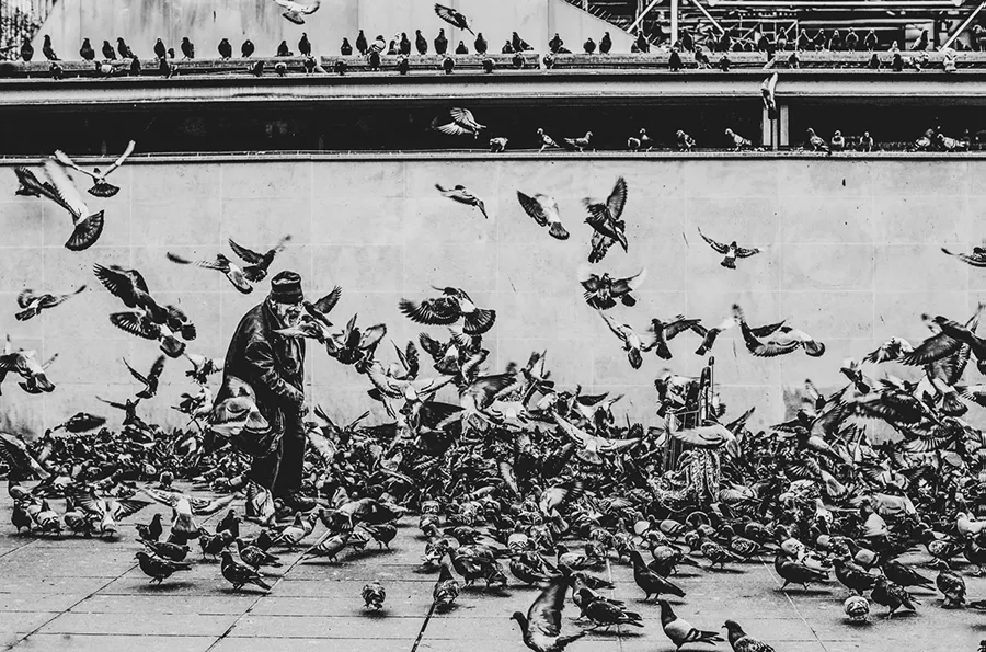 giuseppe centre pompidou monsieur pigeon homeless
