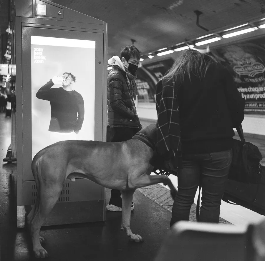 metro paris chien 018